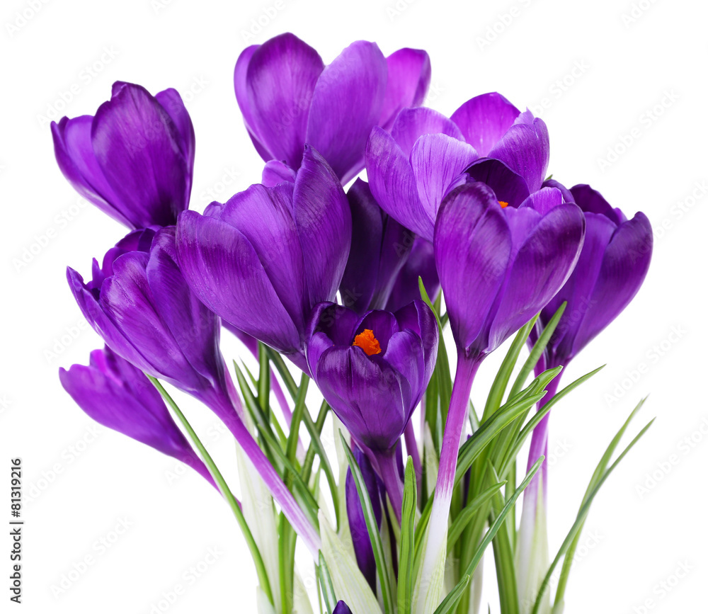 Poster Purple crocus isolated on white