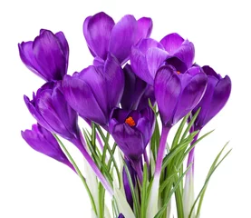 Photo sur Plexiglas Crocus Crocus violet isolé sur blanc