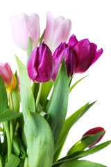 Color tulips isolated on white