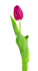 Color tulip isolated on white