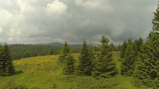 Flying low between the trees.