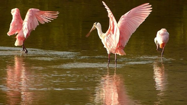 Roseate Spoonbills (Platea ajaja) preening feathers