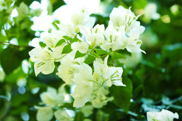 White flowers and green leaves, closeup