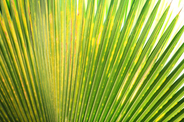 Fototapeta premium Exotic plant in resort, closeup
