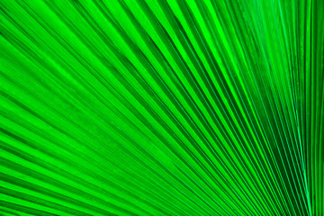 Obraz premium Exotic palm leaf, closeup