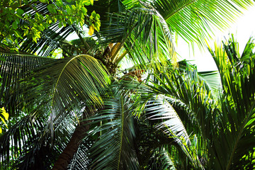 Fototapeta premium Exotic plant in resort, closeup