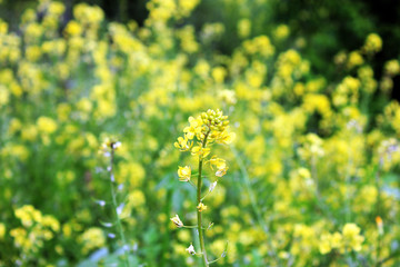 Flowers background