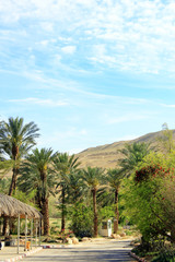Fototapeta na wymiar Green palm trees on red hills background