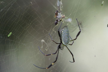 Inceto Stock Photos And Royalty Free Images Vectors And Illustrations Adobe Stock