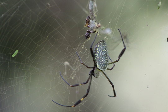 Aranha