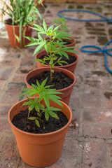 Home Farming. Marihuana Plants. Recreational Drug.