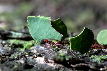 leafcutter carrying green leaf with focus on the ant
