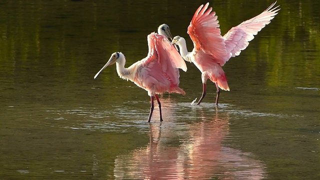 Roseate Spoonbills (Platea ajaja) preening feathers
