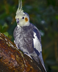 Cockatiel
