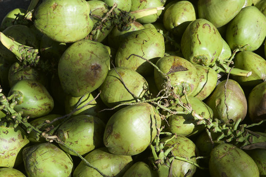 Pile of Fresh Green Brazilian Coconuts