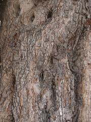 うろのある木の樹皮　豆科
