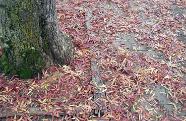Falling leaves, Napa Valley, California