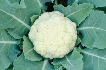 Cauliflower in a vegetable garden