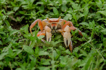 Orange Crab in Green Weeds