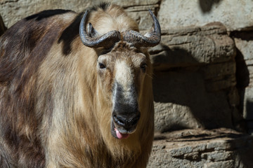 Takin - Budorcas taxicolor tibetana