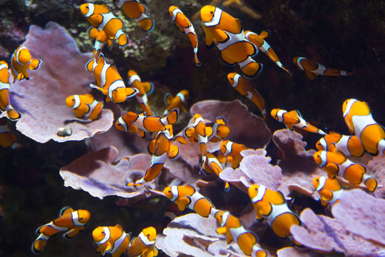 Orange Clownfish