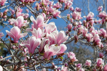 Fototapeta premium シモクレン