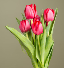 Red Tulips