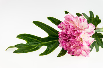 Carnation with green leaf