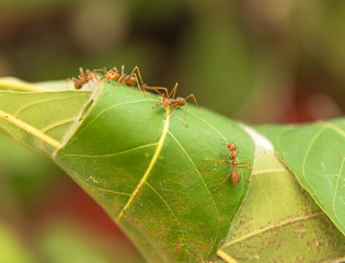 Red Ant  protect a Nest