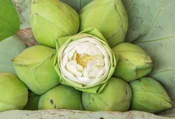 Bouquet of Lotus flower worship to the Buddha