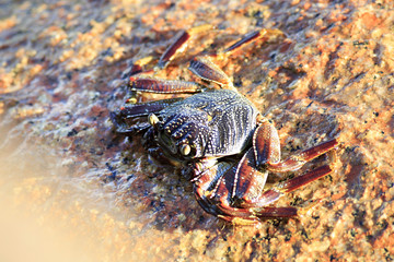 Crab on the granite boulders of Indian Ocean.