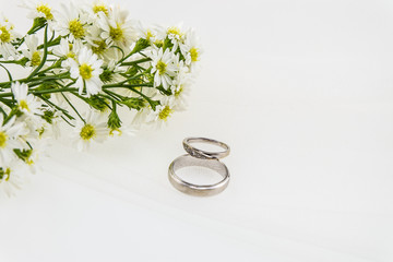 White cutter flower, Name of Science Aster sp.White Background