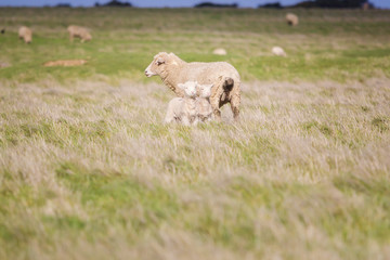 Sheep and lambs in field,Soft focus