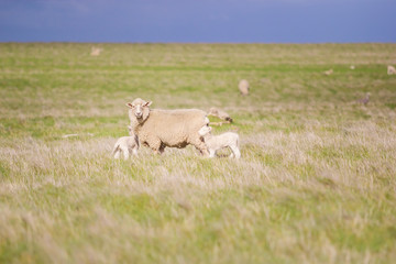 Sheep and lambs in field,Soft focus