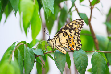 Obraz premium Butterfly on the branch