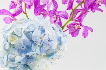 blue hydrangea and pink orchid isolated on white