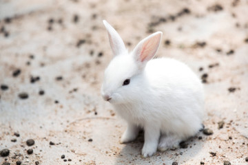 Funny baby white rabbit