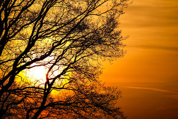 Tree Silhouette at sunset