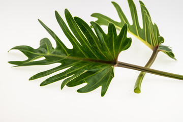 Fresh Green leaf isolated on white background