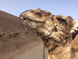 Camel with his mouth guard on