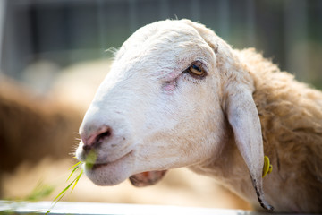 Sheep eating in the farm