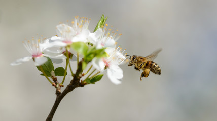 Biene im Anflug auf Bl&uuml;te