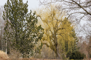 Obraz premium Baumpanorama