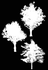 three isolated large white trees silhouettes