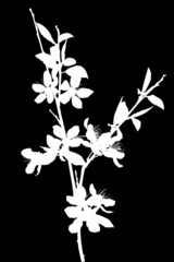 branch of blossoming white color sakura silhouette