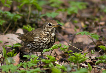 Song thrush on the ground