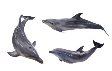 collection of three isolated grey dolphins