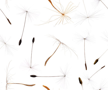 Fototapeta seamless background from dandelion seeds