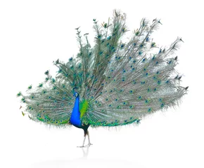 Photo sur Plexiglas Paon Paon indien mâle affichant les plumes de la queue isolé sur blanc