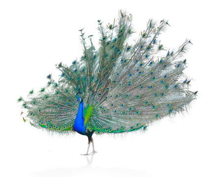 Fototapeta Male Indian  Peacock displaying tail feathers Isolated On White